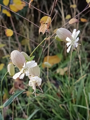 Silene vulgaris