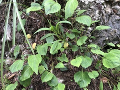 Adenophora morrisonensis