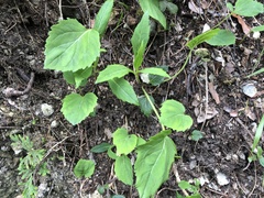 Adenophora morrisonensis