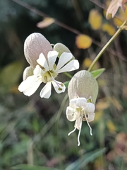 Silene vulgaris