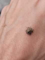 Cyrtocoris