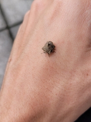 Cyrtocoris