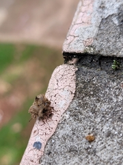Cyrtocoris