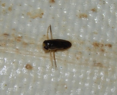 Sigara