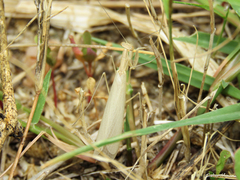 Musoniella