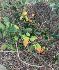 Cordia sebestena