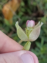 Silene vulgaris