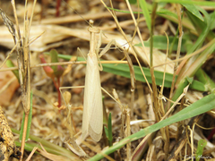 Musoniella