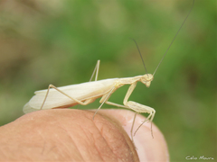 Musoniella