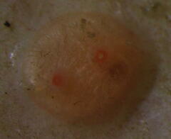 Dendrodoa grossularia