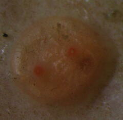 Dendrodoa grossularia