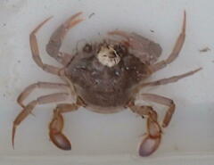 Liocarcinus depurator