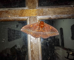 Procitheronia purpurea