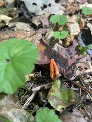 Pseudocolus fusiformis
