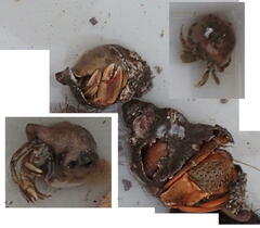 Pagurus bernhardus