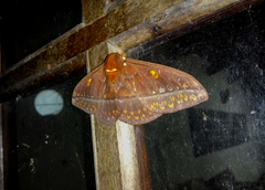 Procitheronia purpurea