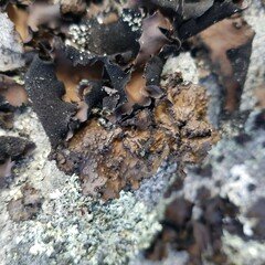 Lasallia pensylvanica