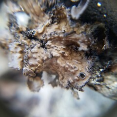 Lasallia pensylvanica