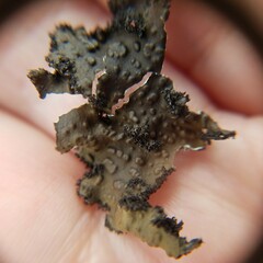 Lasallia pensylvanica