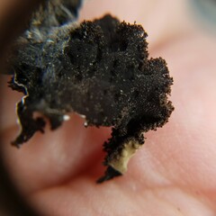 Lasallia pensylvanica