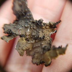 Lasallia pensylvanica