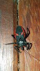 Micrauchenus lineola