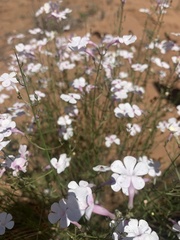 Penstemon ambiguus
