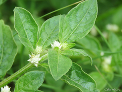 Alternanthera