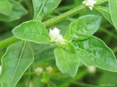 Alternanthera