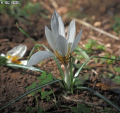 Crocus hyemalis