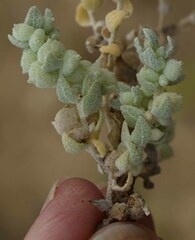 Atriplex spongiosa