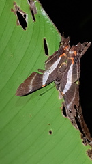 Ancyluris aristodorus