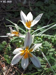 Crocus hyemalis