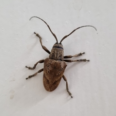 Hypselomus cristatus