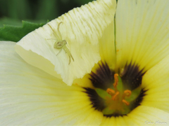 Misumenops maculissparsus