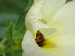 Misumenops maculissparsus