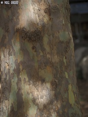 Platanus orientalis