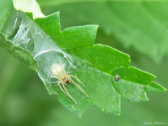 Cheiracanthium inclusum