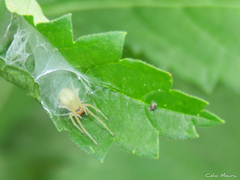 Cheiracanthium inclusum