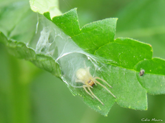 Cheiracanthium inclusum