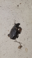 Otiorhynchus rugosostriatus