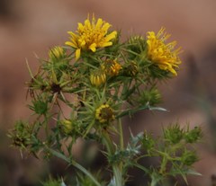 Berkheya canescens