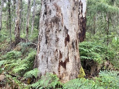 Eucalyptus diversicolor