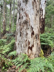 Eucalyptus diversicolor