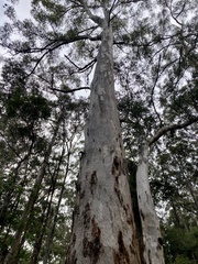 Eucalyptus diversicolor
