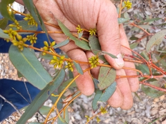 Eucalyptus aspersa