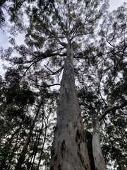 Eucalyptus diversicolor
