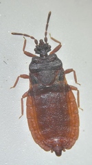 Aneurus avenius