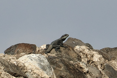 Laudakia vulgaris