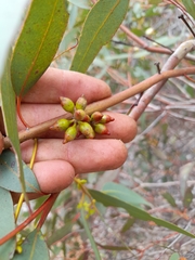 Eucalyptus aspersa